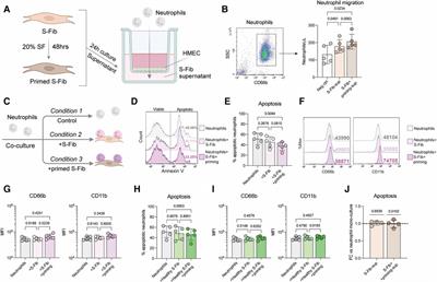 Synovial fibroblasts from children with oligoarticular juvenile idiopathic arthritis induce migration and prolong viability of neutrophils